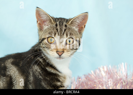 Inghilterra, Regno Unito. Carino piccolo sgombro Tabby kitten (felis catus) giocando con il rosa orpelli natalizi Foto Stock