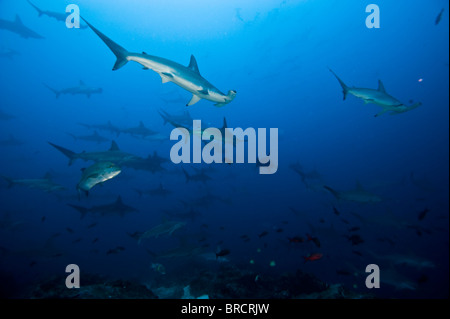 Scuola di festone squali martello, Sphyrna lewini, Cocos Island, Costa Rica, Oriente Oceano Pacifico Foto Stock