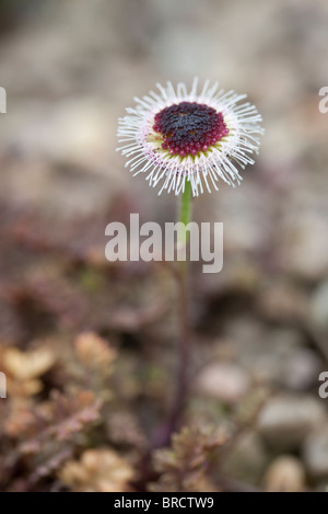 Leptinella atrata luteola, un ardito evergreen a tappeto perenne formazione di non più di 1 pollici (2.5cm) alta Foto Stock