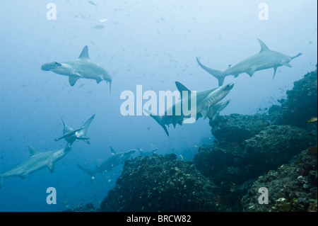 Festone squali martello, Sphyrna lewini, Cocos Island, Costa Rica, Oriente Oceano Pacifico Foto Stock