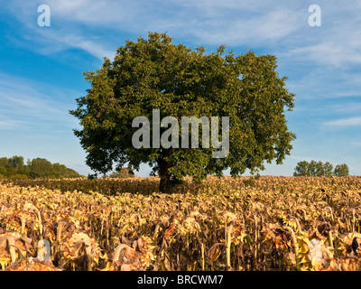 Albero di noce nel mezzo del campo di girasoli di essiccazione - Francia. Foto Stock