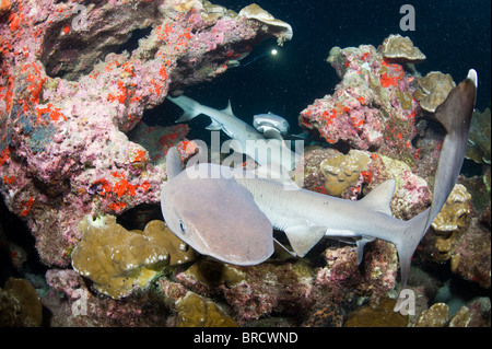 Punta Bianca gli squali, Triaenodon obesus Cocos, Isole del Pacifico, Foto Stock