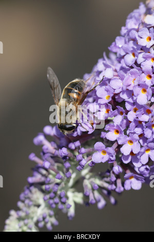 Drone Fly Eristalis tenax unico maschio adulto in appoggio su buddleia Dorset, Regno Unito Foto Stock