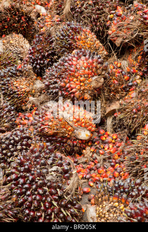 Appena raccolto la palma da olio dadi, Elacis guineensis, Sabah Borneo Foto Stock