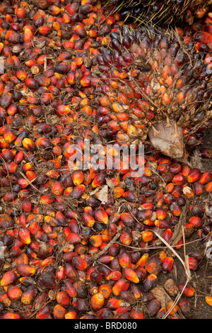 Appena raccolto la palma da olio dadi, Elacis guineensis, Sabah Borneo Foto Stock