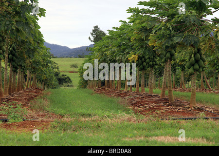 Tipica piantagione di mango. Immagine scattata in Australia orientale. Foto Stock