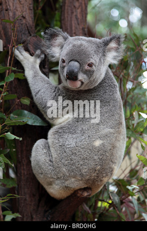 Un koala seduto su un albero di eucalipto. Foto Stock