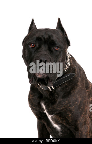 Una grande nero mastiff headshot ritratto su bianco Foto Stock