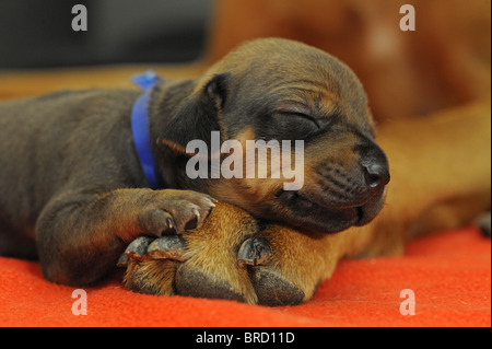 Ridgeback rhodesiano (Canis lupus familiaris). Cucciolo di dormire sulla sua zampa delle madri. Foto Stock