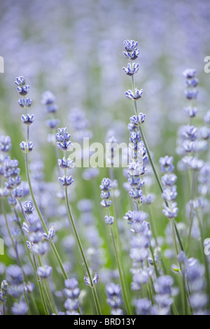 Campi di lavanda in fiore, Cotswolds, Inghilterra Foto Stock