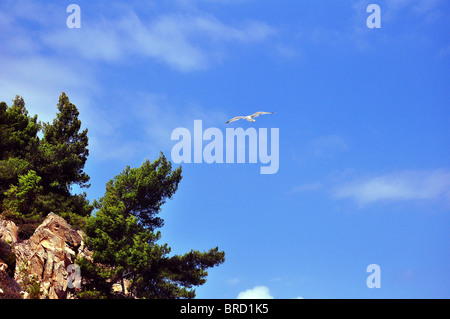 Seagull nel cielo Foto Stock