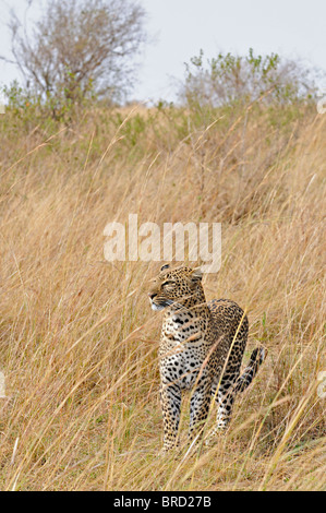 African Leopard (Panthera pardus pardus) nelle praterie del Masai Mara in Kenya, Africa Foto Stock