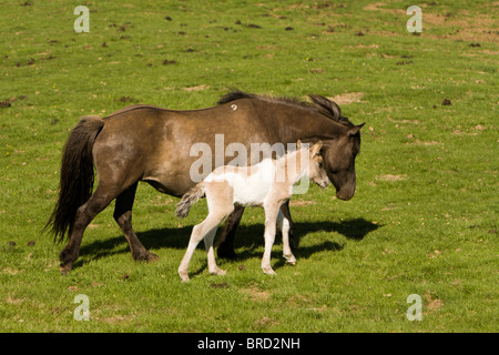 Quattro ore di vecchio puledro con sua madre, Islanda. Foto Stock