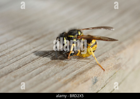 Wasp comune di attaccare e uccidere un Fencepost Jumping Spider Foto Stock