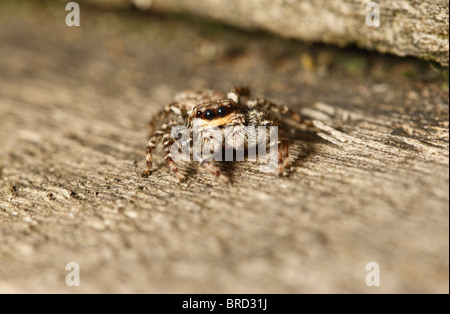 Un ragno Fencepost guardando la telecamera che mostra 2 paia di occhi