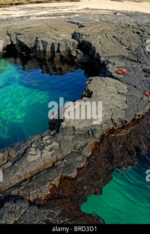 Pool di acque trasparenti e le rocce vulcaniche con Sally Lightfoot Granchi (Grapsus grapsus) a Punta Vincente Roca, Galapagos Foto Stock