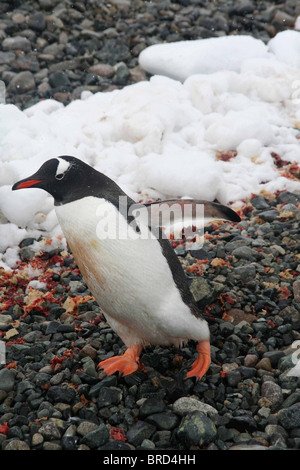 Gentoo penguin, sulla spiaggia rocciosa, luce tempesta di neve, [Pygoscelis papua] de Cuverville Island, Antartide Foto Stock