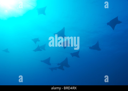 Grande gruppo di Spotted Raggi Eagle (Aetobatus narinari) nuoto, vista subacquea,, Ecuador, Arcipelago delle Galapagos, Foto Stock