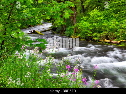 Tanner Creek e dame Rocket fiori selvatici. Columbia River Gorge National Scenic Area, Oregon Foto Stock