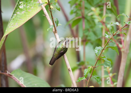 Chiazzato Hummingbird (Adelomyia melanogenys maculata) Foto Stock
