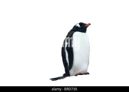 Gentoo penguin, in piedi, [Pygoscelis papua] Neko Harbour, Andvord Bay, Antartide isolato su bianco. Foto Stock