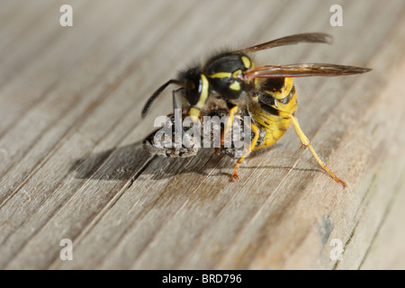 Wasp comune di attaccare e uccidere un Fencepost Jumping Spider Foto Stock