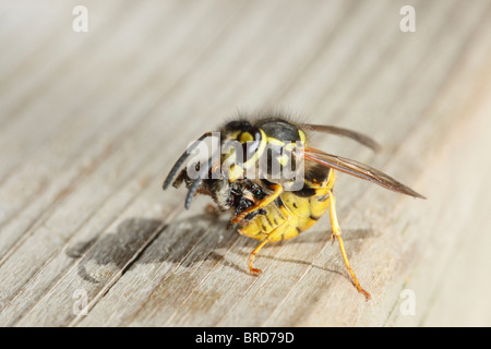 Wasp comune di attaccare e uccidere un Fencepost Jumping Spider Foto Stock