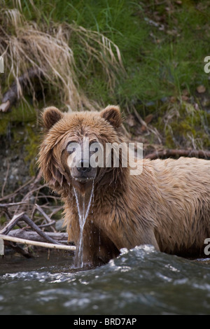 Orso bruno in piedi nel fiume russo con il gocciolamento di acqua, Chugach National Forest, Kenai National Wildlife Refuge, Alaska Foto Stock