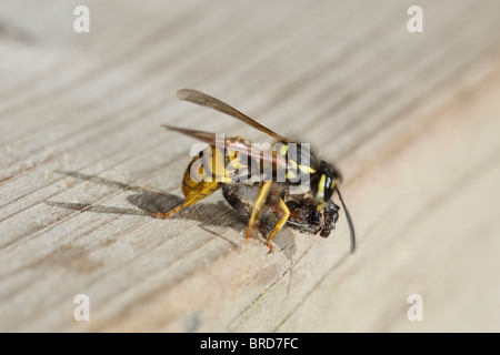 Wasp comune di attaccare e uccidere un Fencepost Jumping Spider Foto Stock