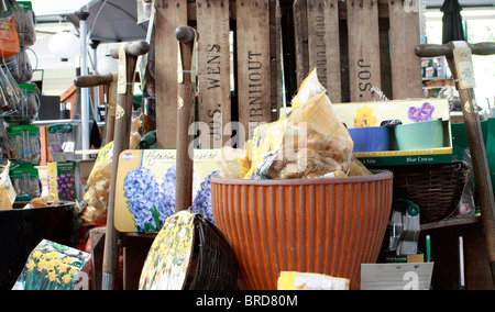 Selezione di Daffodil e narcisi lampadine su display a colori misti e grande tazza Carlton nonché giacinto Foto Stock