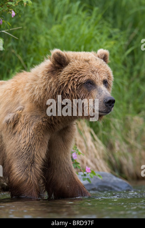 Orso bruno sulla riva del fiume russo, Penisola di Kenai, Chugach National Forest, Kenai National Wildlife Refuge, Alaska Foto Stock