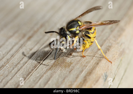 Wasp comune di attaccare e uccidere un Fencepost Jumping Spider Foto Stock