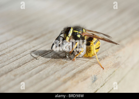 Wasp comune di attaccare e uccidere un Fencepost Jumping Spider Foto Stock