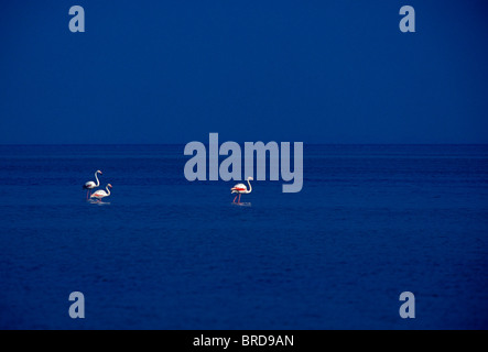 Flamingo, fenicotteri, uccelli, uccelli, pinguini, uccelli marini, paludi e zone umide, habitat per la flora e la fauna, la Camargue, la Camargue, la Provenza, Francia, Europa Foto Stock