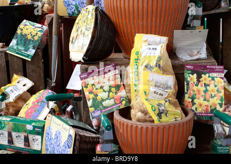 Selezione di Daffodil e narcisi lampadine su display a colori misti, fioritura precoce e grande tazza Carlton Foto Stock