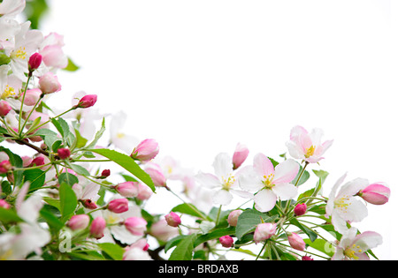 Bianco e boccioli rosa su apple i rami degli alberi su sfondo bianco Foto Stock