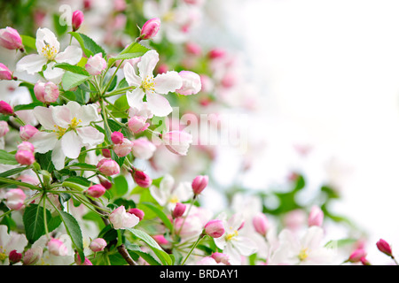 Bianco e boccioli rosa su apple i rami degli alberi su sfondo bianco Foto Stock