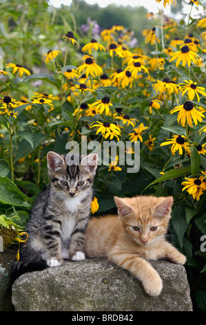 Grigio e arancione Tabby gattini in giardino con black-eyed Susans Foto Stock