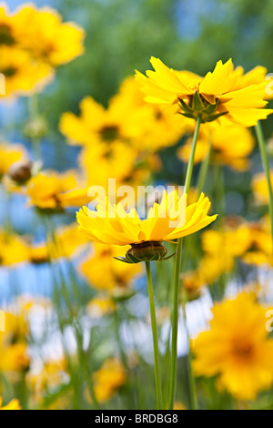 Close up di giallo coreopsis fioriture dei fiori in un giardino Foto Stock