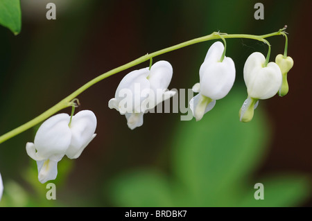 Lamprocapnos bianco Cuore di spurgo Dicentra spectabilis Alba a fioritura primaverile di bosco ombra forma di cuore fiori a forma di fiore Foto Stock