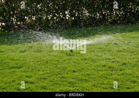 Un sacco di gocce di acqua su un versata del prato verde Foto Stock