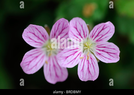 Erodium reichardii Cultivar Roseum heronsbill gerani rosa alpina fiore foglia verde, sfondo Foto Stock