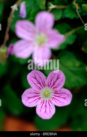 Erodium reichardii Cultivar Roseum heronsbill gerani rosa alpina fiore foglia verde, sfondo Foto Stock