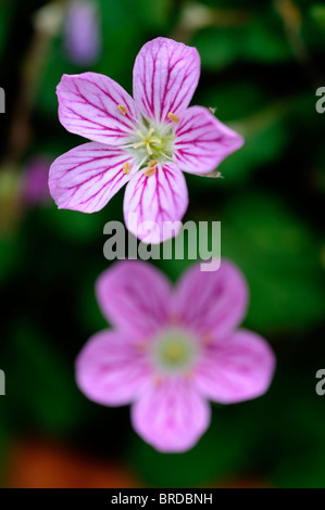 Erodium reichardii Cultivar Roseum heronsbill gerani rosa alpina fiore foglia verde, sfondo Foto Stock