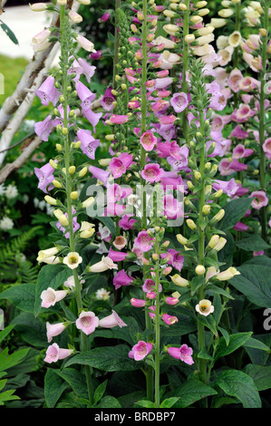 Foxglove Digitalis viola spot maculato flower bloom blossom closeup close up dettaglio macro miscelato colore colore Foto Stock