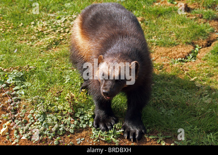 Wolverine (Gulo gulo) - il più grande membro della famiglia donnola Foto Stock