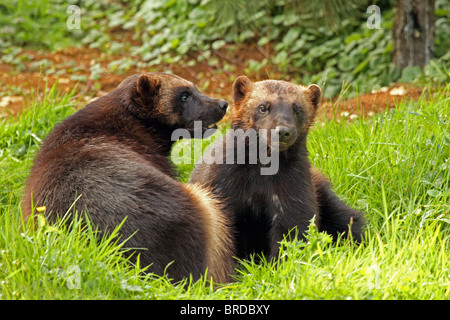 Wolverine (Gulo gulo) - il più grande membro della famiglia donnola. Maschio e femmina. Foto Stock