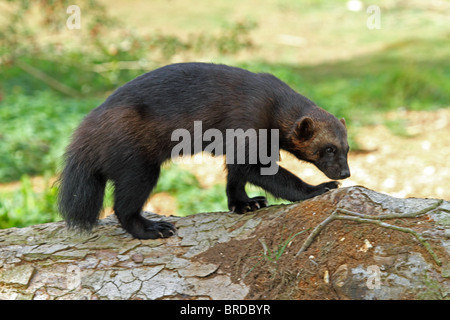 Wolverine (Gulo gulo) - il più grande membro della famiglia donnola Foto Stock