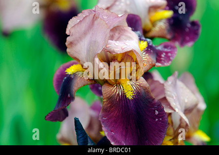 Iris depute nomblot barbuto germanica Iris Iris tedesco Rhizomatous rosa viola barba giallo colore colore fiore sbocciare dei fiori Foto Stock