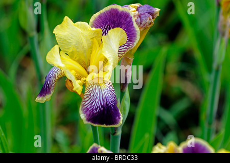 Iris nibelungen barbuto germanica Iris Iris tedesco Rhizomatous giallo pallido viola punta a punta di colore colore fiore sbocciare dei fiori Foto Stock